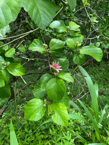 Shaggy Raisin (Grewia lasiocarpa)