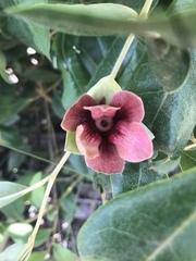 Duguetia furfuracea