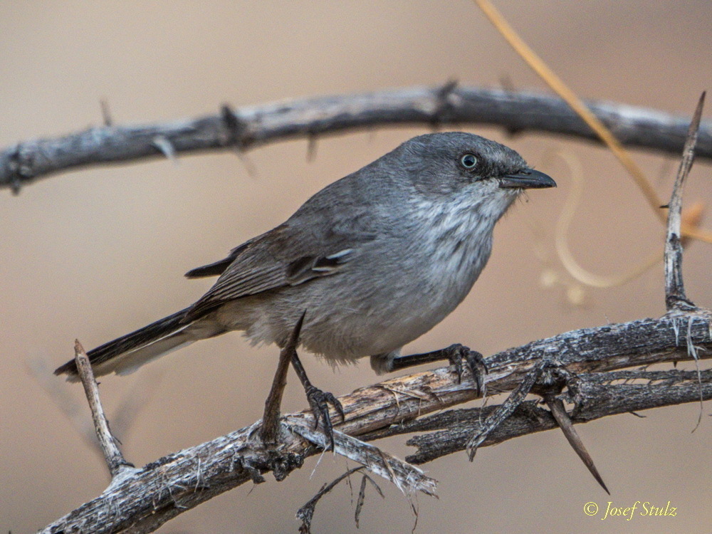Layard's Warbler