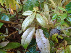 Heliothrips haemorrhoidalis