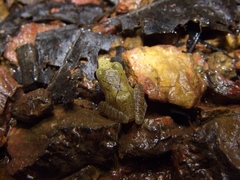 Pristimantis chiastonotus