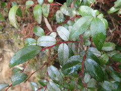 Heliothrips haemorrhoidalis