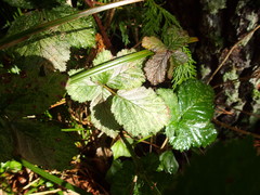 Heliothrips haemorrhoidalis