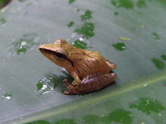 Pristimantis chiastonotus