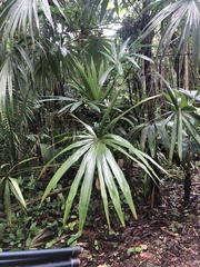 Cryosophila stauracantha