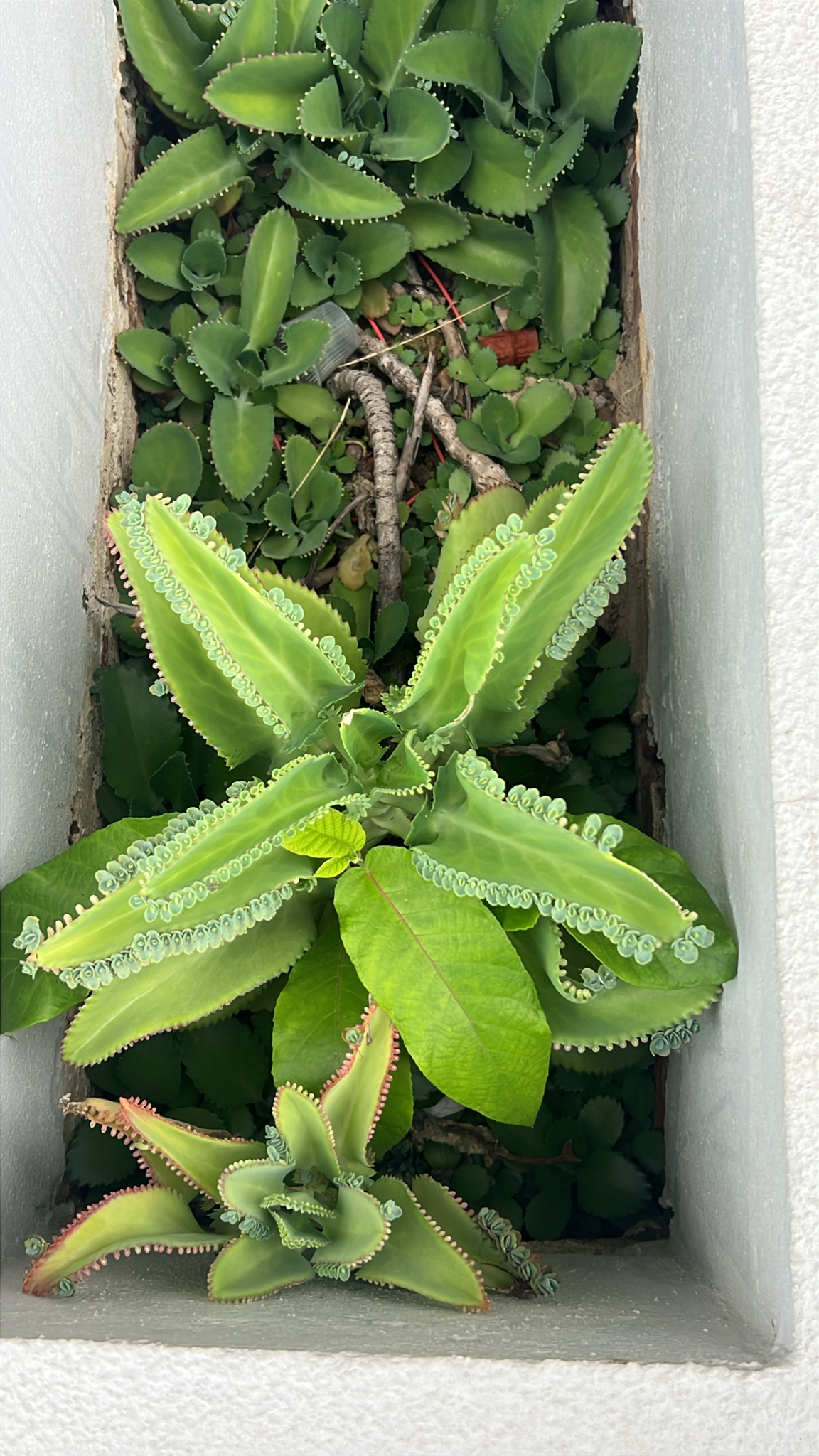 Kalanchoe laetivirens