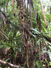 Cryosophila stauracantha