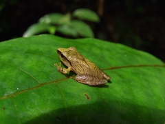 Pristimantis chiastonotus