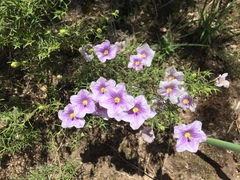 Nierembergia linariifolia