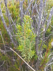 Olearia cymbifolia