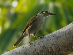 Meliphaga notata