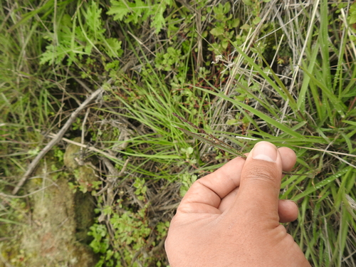 Eragrostis attenuata