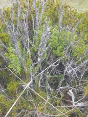 Olearia cymbifolia