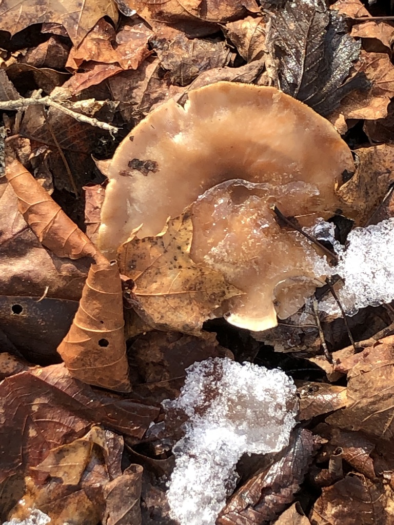 Lepista · December 2025 · photo: © preventthetoast (iNaturalist, cc-by)