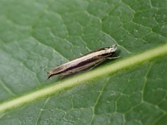 Erechthias stilbella