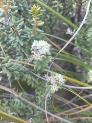 Olearia cymbifolia