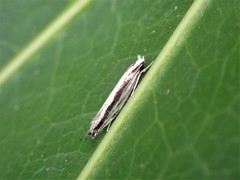 Erechthias stilbella