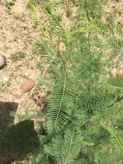 Vachellia aroma
