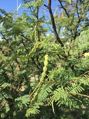 Vachellia aroma