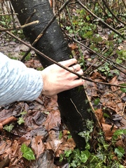Ceanothus velutinus laevigatus