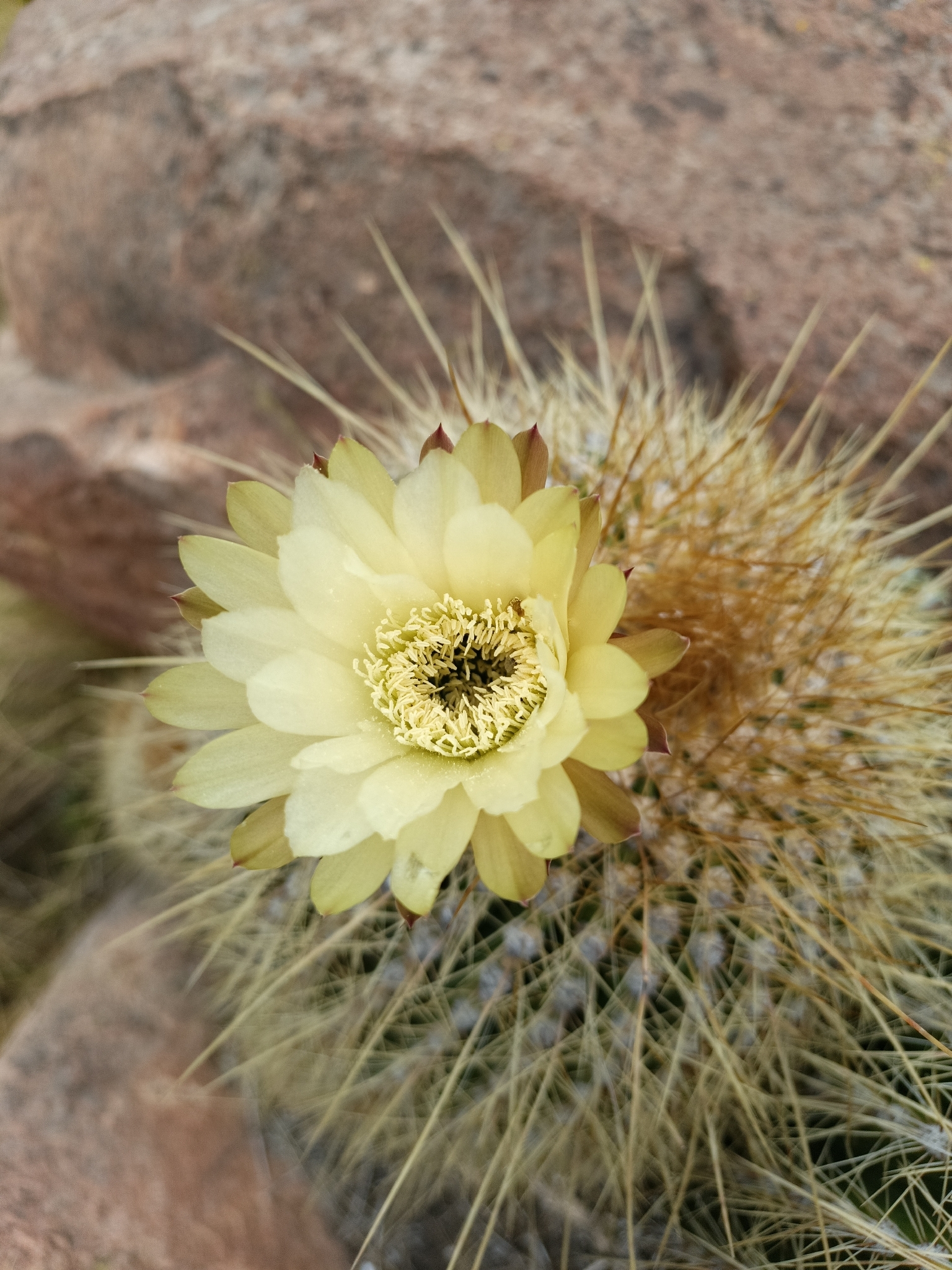 Trichocereus bertramianus