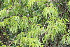 Tripodanthus acutifolius