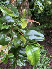 Syzygium gerrardii