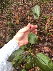 Ceanothus velutinus laevigatus