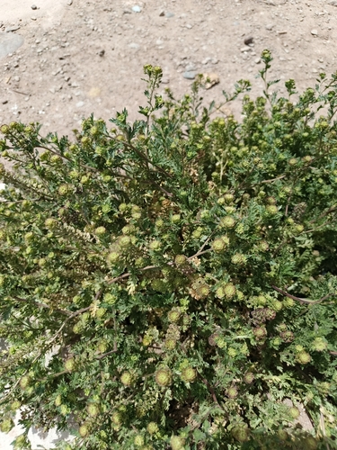 Wayside Pepperwort (Lepidium bipinnatifidum)