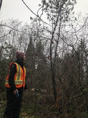 Ceanothus velutinus laevigatus