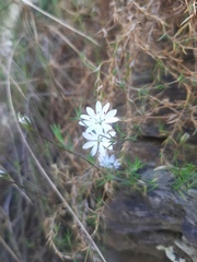 Stellaria gracilenta