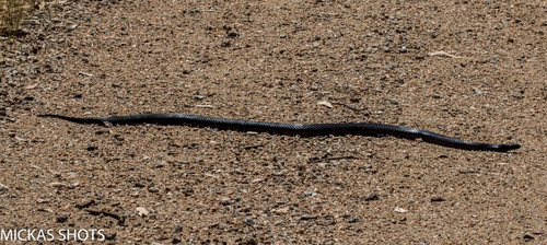 Red-bellied Black Snake sighting