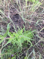 Chromolaena arnottiana