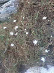 Stellaria gracilenta