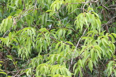 Tripodanthus acutifolius