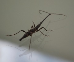 Lasiorhynchus barbicornis
