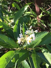 Solanum argentinum
