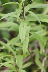 Baccharis oxyodonta