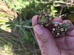 Oxypetalum arnottianum