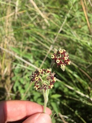 Oxypetalum arnottianum