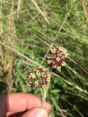 Oxypetalum arnottianum