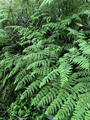 Hypolepis sparsisora