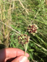 Oxypetalum arnottianum