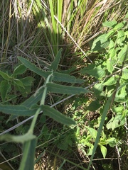 Oxypetalum arnottianum