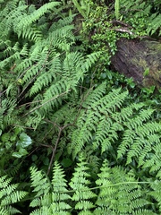 Hypolepis sparsisora