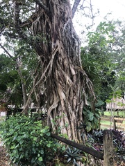 Ficus dendrocida