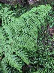 Hypolepis sparsisora