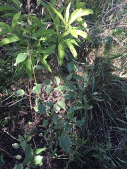 Pseudabutilon virgatum