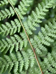 Hypolepis sparsisora