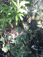 Pseudabutilon virgatum